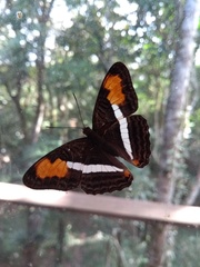 Adelpha cytherea