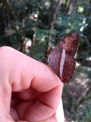 Adelpha cytherea