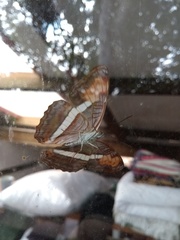 Adelpha cytherea