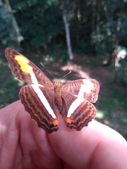 Adelpha cytherea