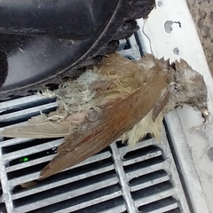 Coccyzus erythropthalmus