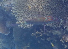 Lethrinus erythropterus