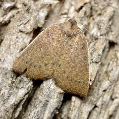 Authaemon stenonipha