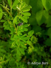 Pseudapis oxybeloides
