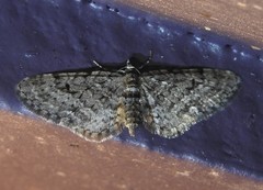 Eupithecia annulata