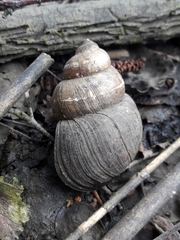 Viviparus acerosus