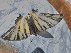 Iphiclides podalirius