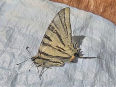 Iphiclides podalirius