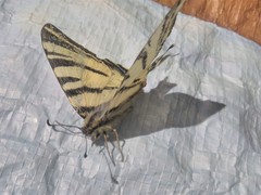 Iphiclides podalirius
