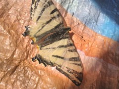 Iphiclides podalirius