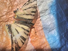 Iphiclides podalirius