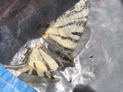 Iphiclides podalirius