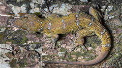 Hemidactylus prashadi