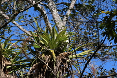 Aechmea bracteata pacifica