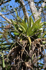 Aechmea bracteata pacifica