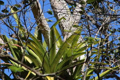 Aechmea bracteata pacifica