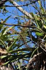Aechmea bracteata pacifica