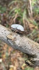 Cyphochilus apicalis