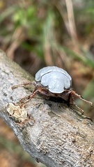 Cyphochilus apicalis