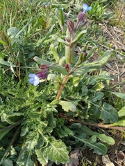 Anchusa thessala