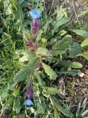 Anchusa thessala