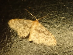 Idaea inquinata