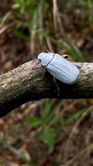 Cyphochilus apicalis