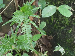 Pteris heteromorpha