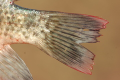 Oreochromis macrochir