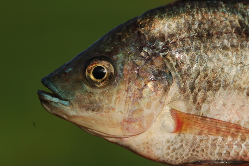 Longfin tilapia (Oreochromis macrochir) — Cichlidae — 4