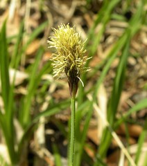 Carex pilosa