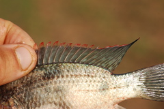 Oreochromis macrochir