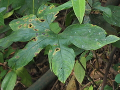 Tacca palmata