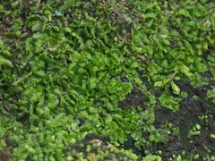 Fossombronia himalayensis