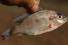 Oreochromis macrochir