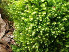 Plagiothecium cavifolium