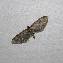 Eupithecia olivacea