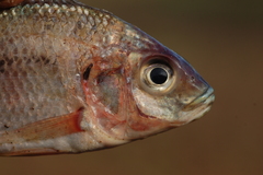 Oreochromis macrochir