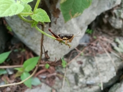 Huastecacris truncatipennis