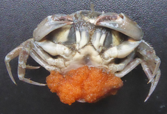 Liocarcinus navigator