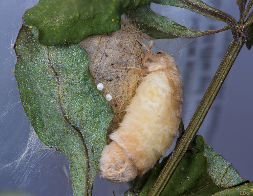 Cocoa Tussock Moth