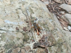 Huastecacris truncatipennis