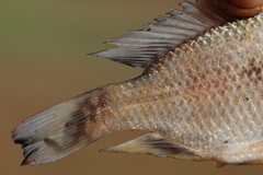 Oreochromis macrochir