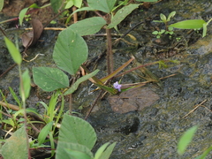 Calopogonium mucunoides