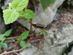 Huastecacris truncatipennis