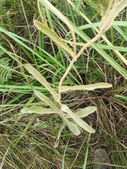 Helichrysum pannosum