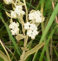 Helichrysum pannosum