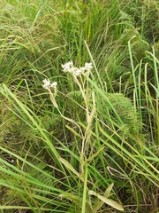 Helichrysum pannosum