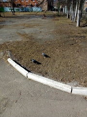 Corvus monedula