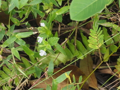 Leucas decemdentata